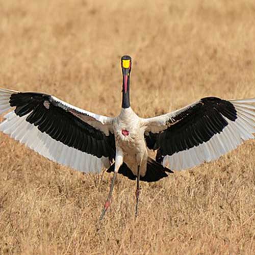 best safaris in africa