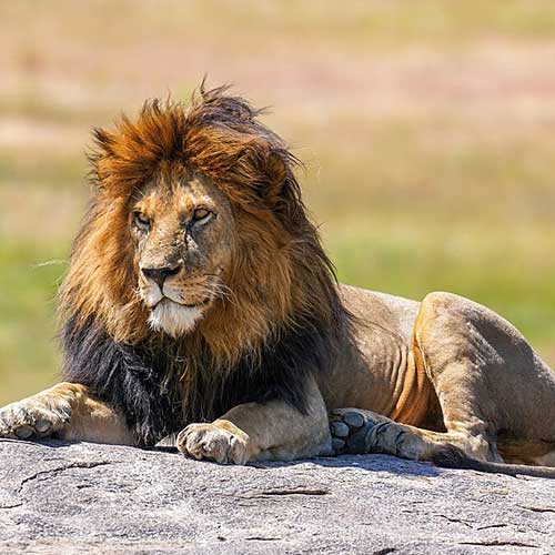 best safaris in africa