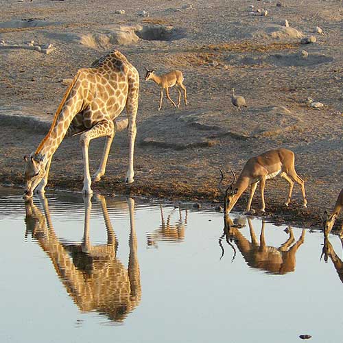 best safaris in africa