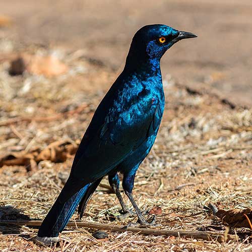 best safaris in africa