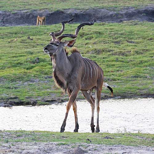 best safaris in africa