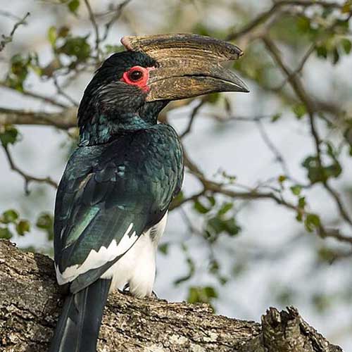 best safaris in africa