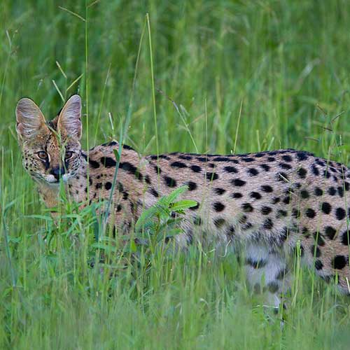 best safaris in africa