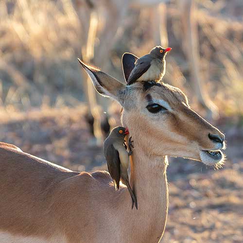 best safaris in africa