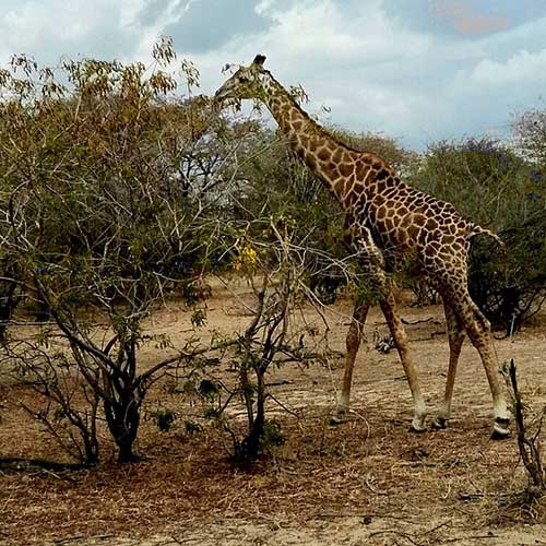 best safaris in africa