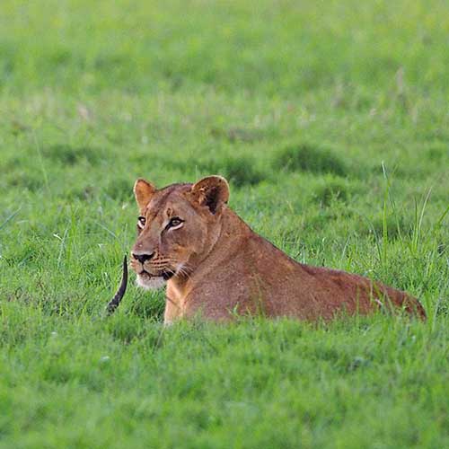 best safaris in africa