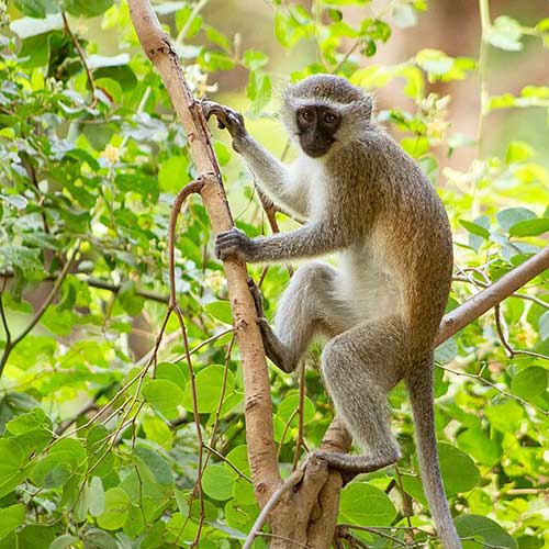 best safaris in africa