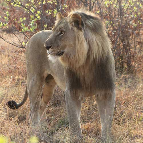 best safaris in africa