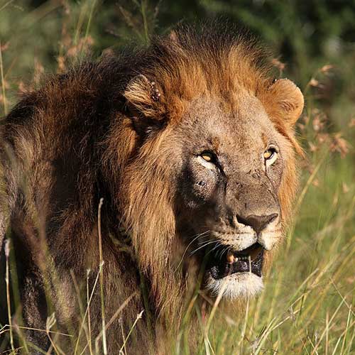 best safaris in africa