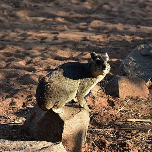 best safaris in africa