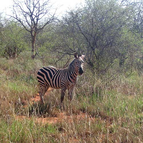 best safaris in africa