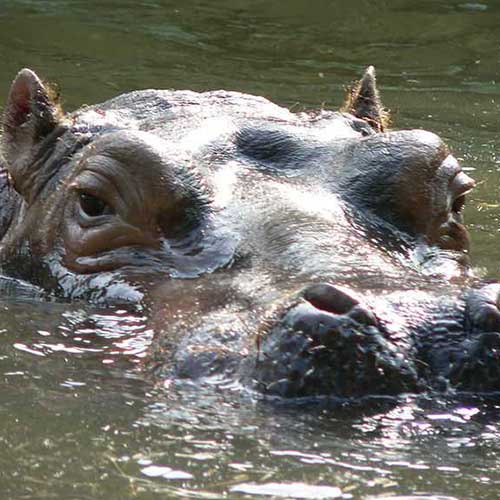 best safaris in africa