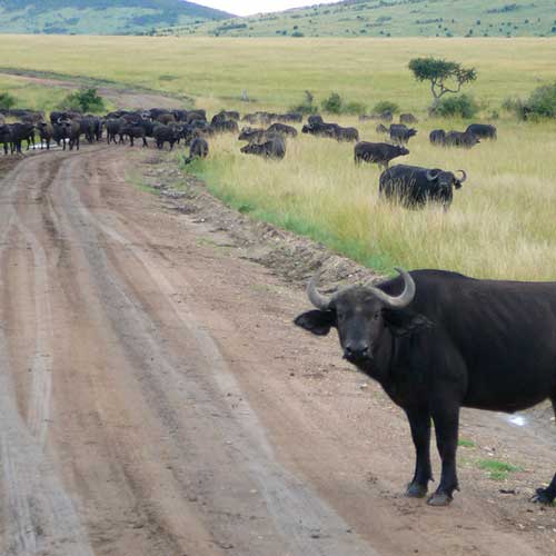 best safaris in africa