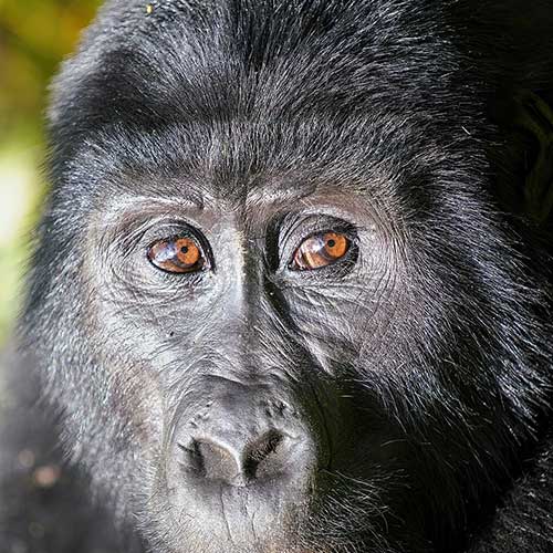 best safaris in africa