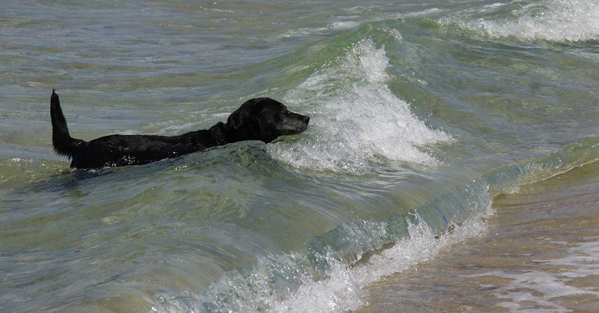 Health Precautions, dog-friendly beaches in portugal