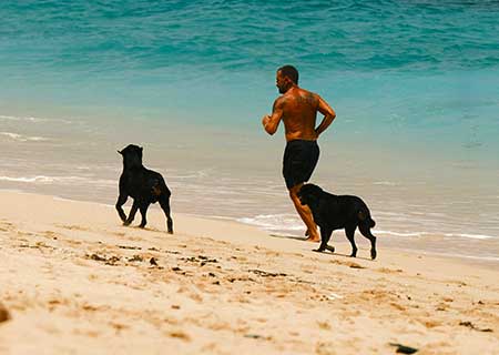 Dog-Friendly Beaches in Portugal