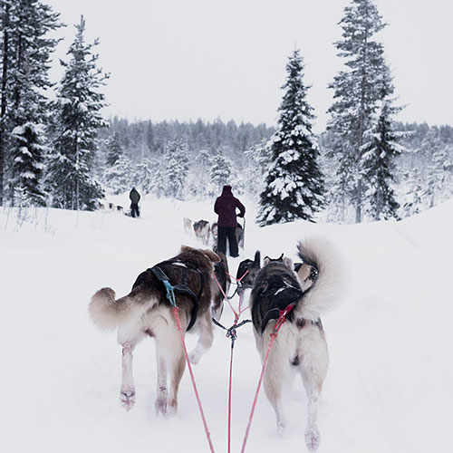 Rovaniemi Trenó de Huskies, destinos românticos na europa