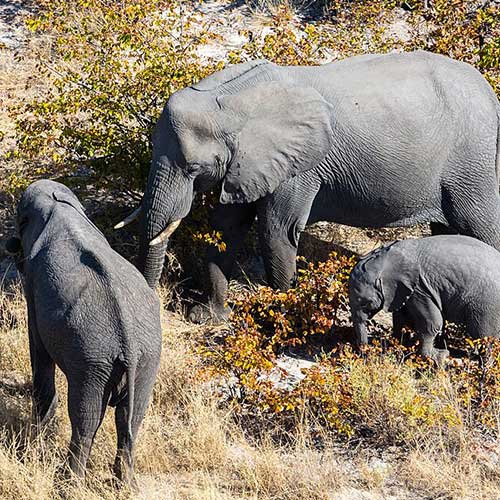 melhores safaris em África