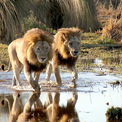 melhores safaris em África