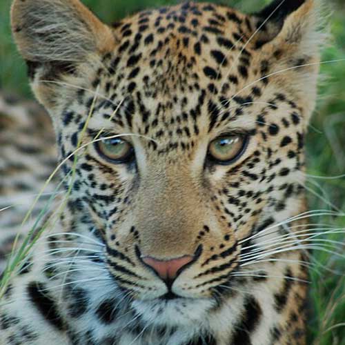 melhores safaris em África