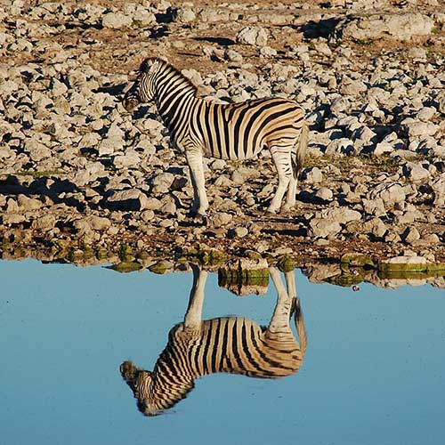 melhores safaris em África