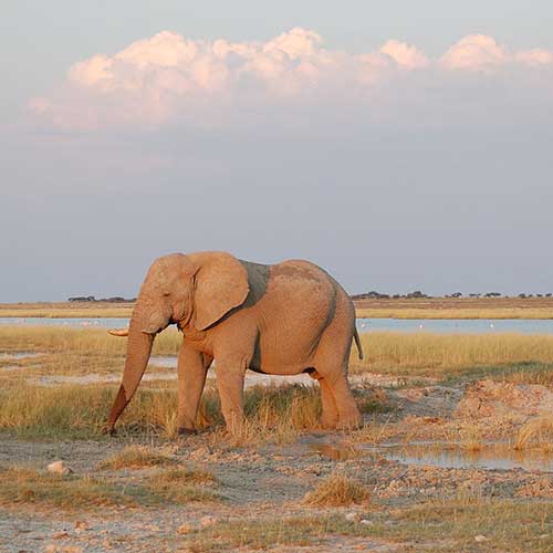 melhores safaris em África