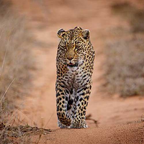 melhores safaris em África