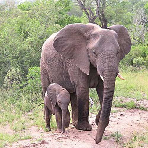 melhores safaris em África
