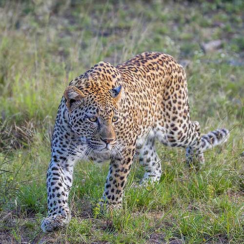 melhores safaris em África