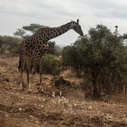 melhores safaris em África