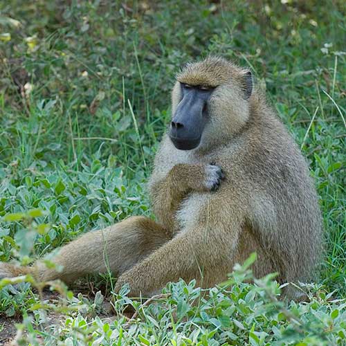 melhores safaris em África