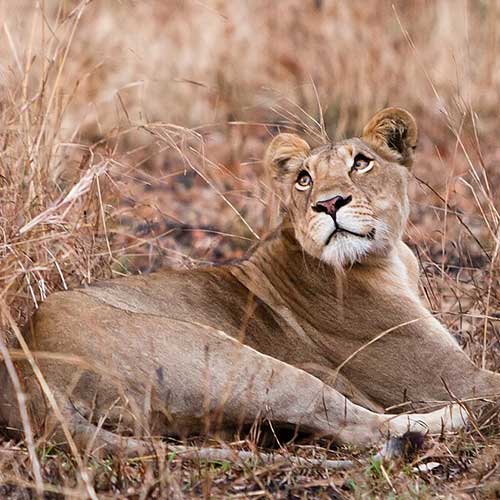 melhores safaris em África