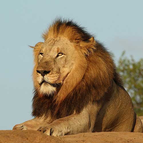melhores safaris em África