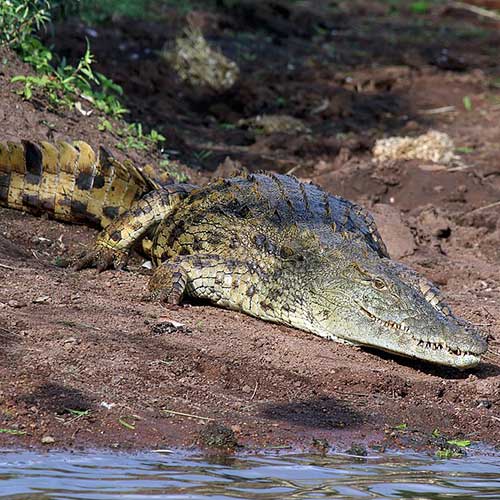 melhores safaris em África