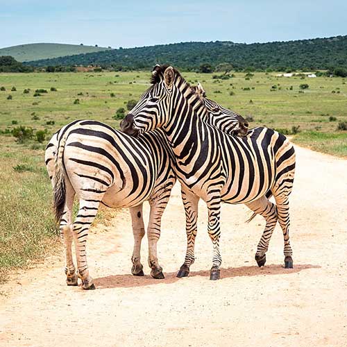 melhores safaris em África