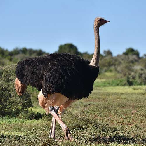 melhores safaris em África