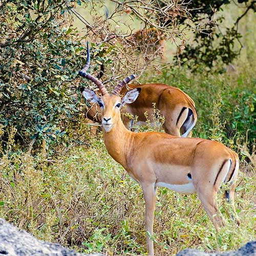 melhores safaris em África
