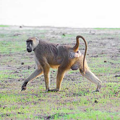 melhores safaris em África
