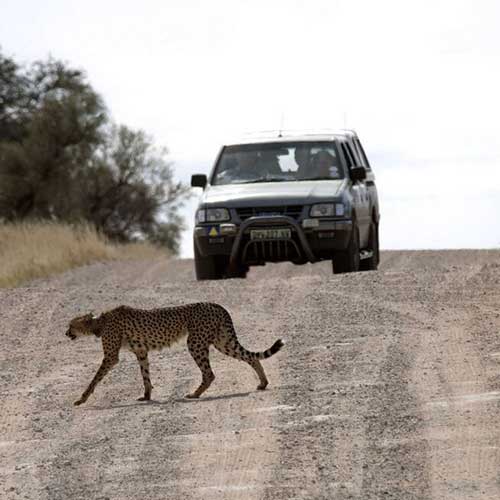 melhores safaris em África
