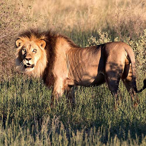 melhores safaris em África