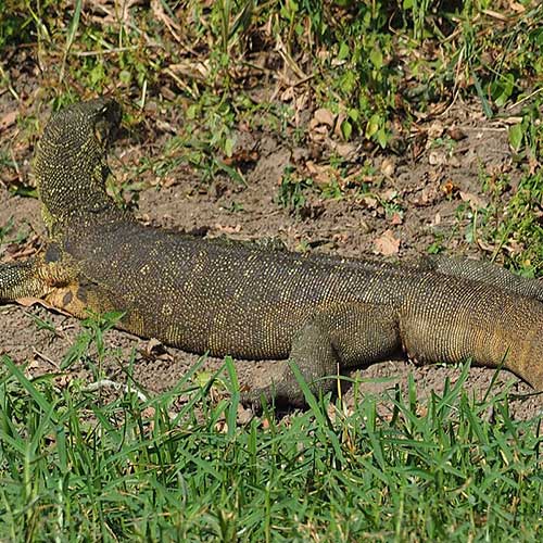 melhores safaris em África