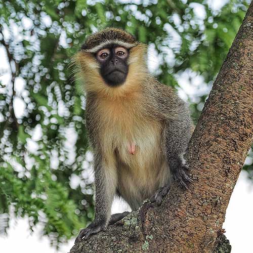 melhores safaris em África