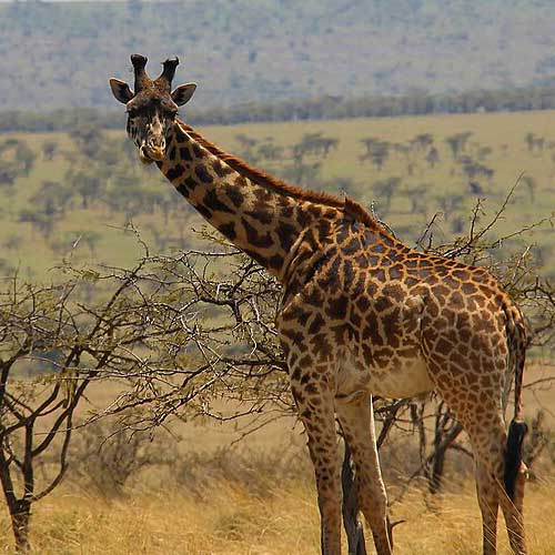 melhores safaris em África