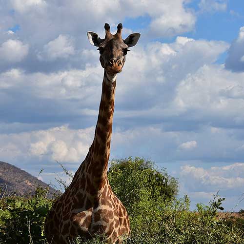 melhores safaris em África