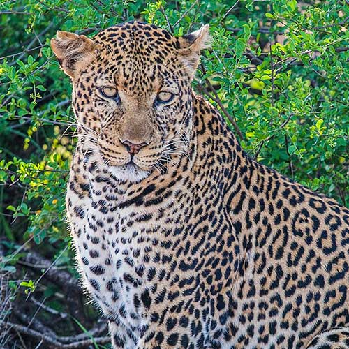 melhores safaris em África
