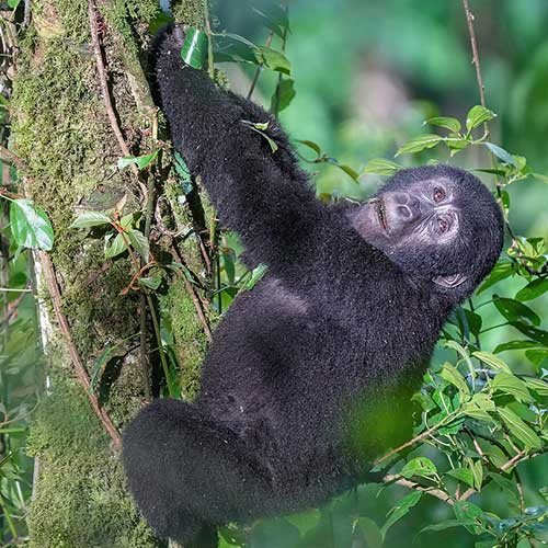 melhores safaris em África