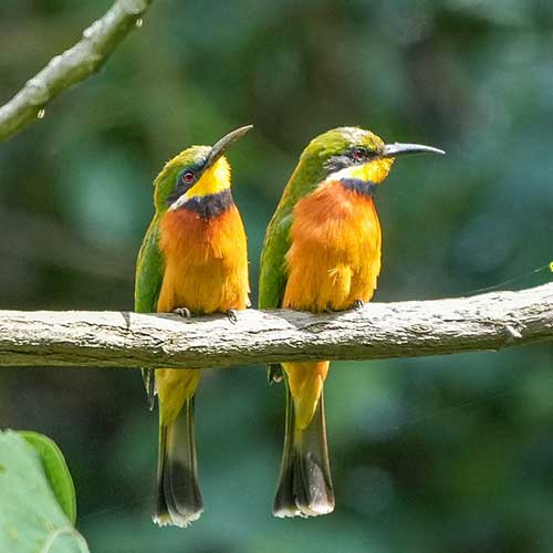 melhores safaris em África