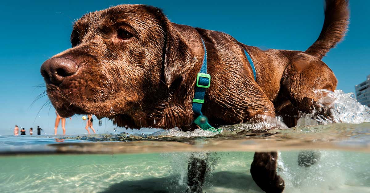 Cães permitidos em praias em Portugal, praias para cães em portugal