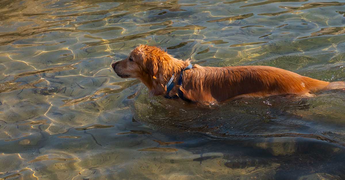 Melhor Época, praias para cães em portugal