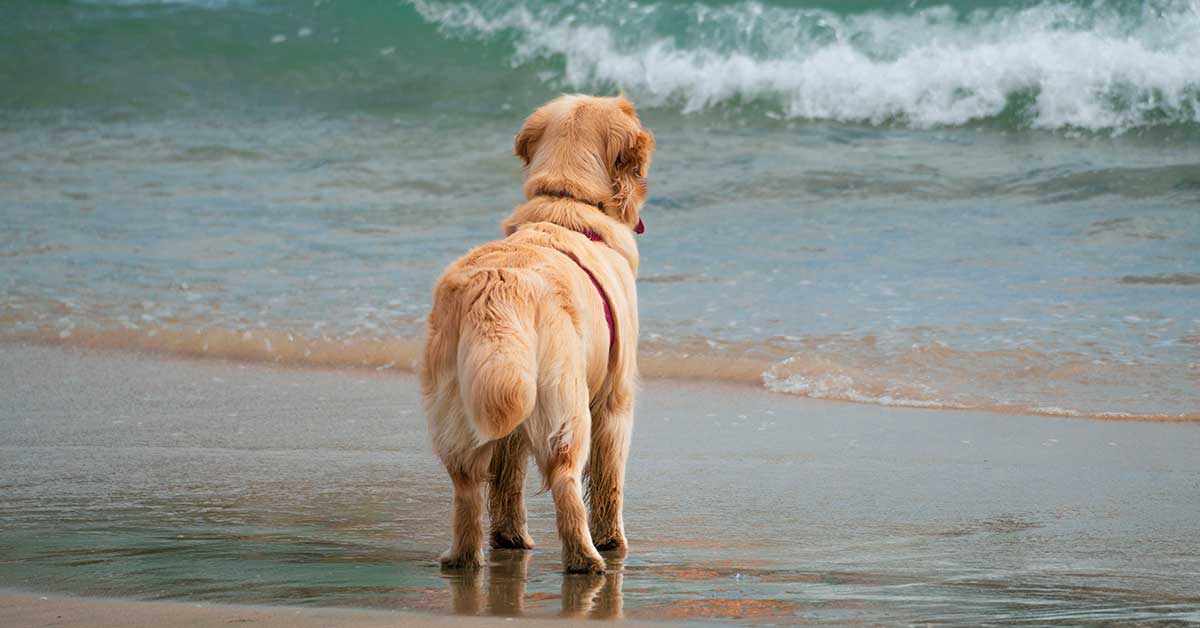 Praia para cães perto de Lisboa